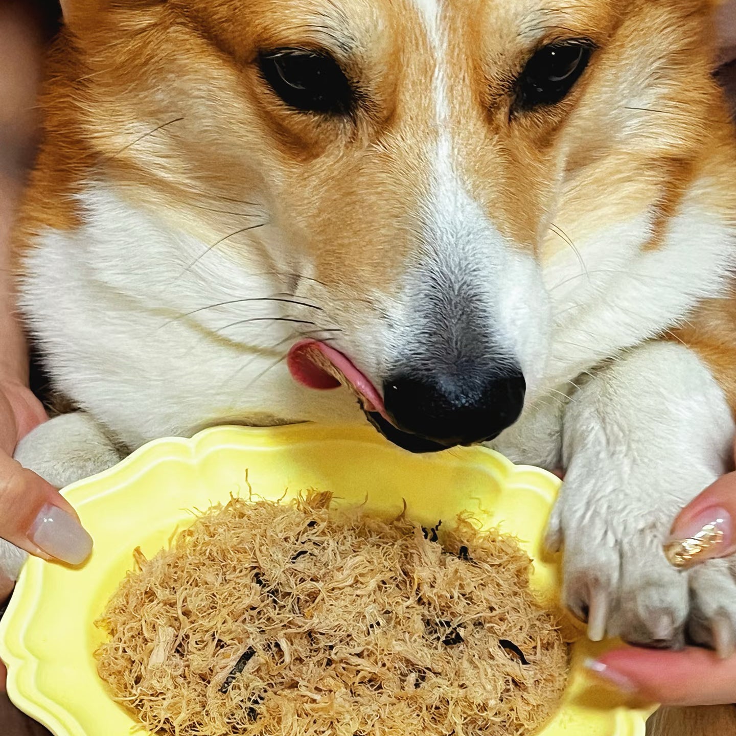 Freeze-dried Pet Brussels Sprouts Chicken Floss