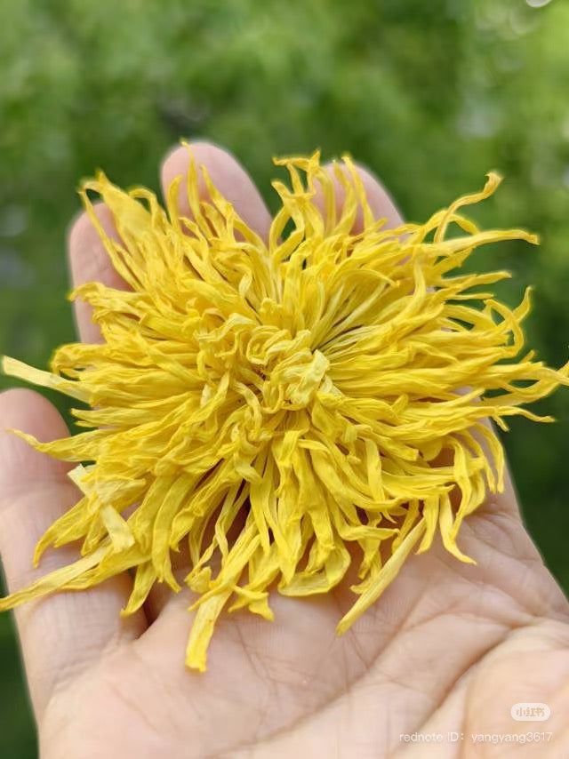 Parsley/ Golden Chrysanthemum Ostrich Tendon