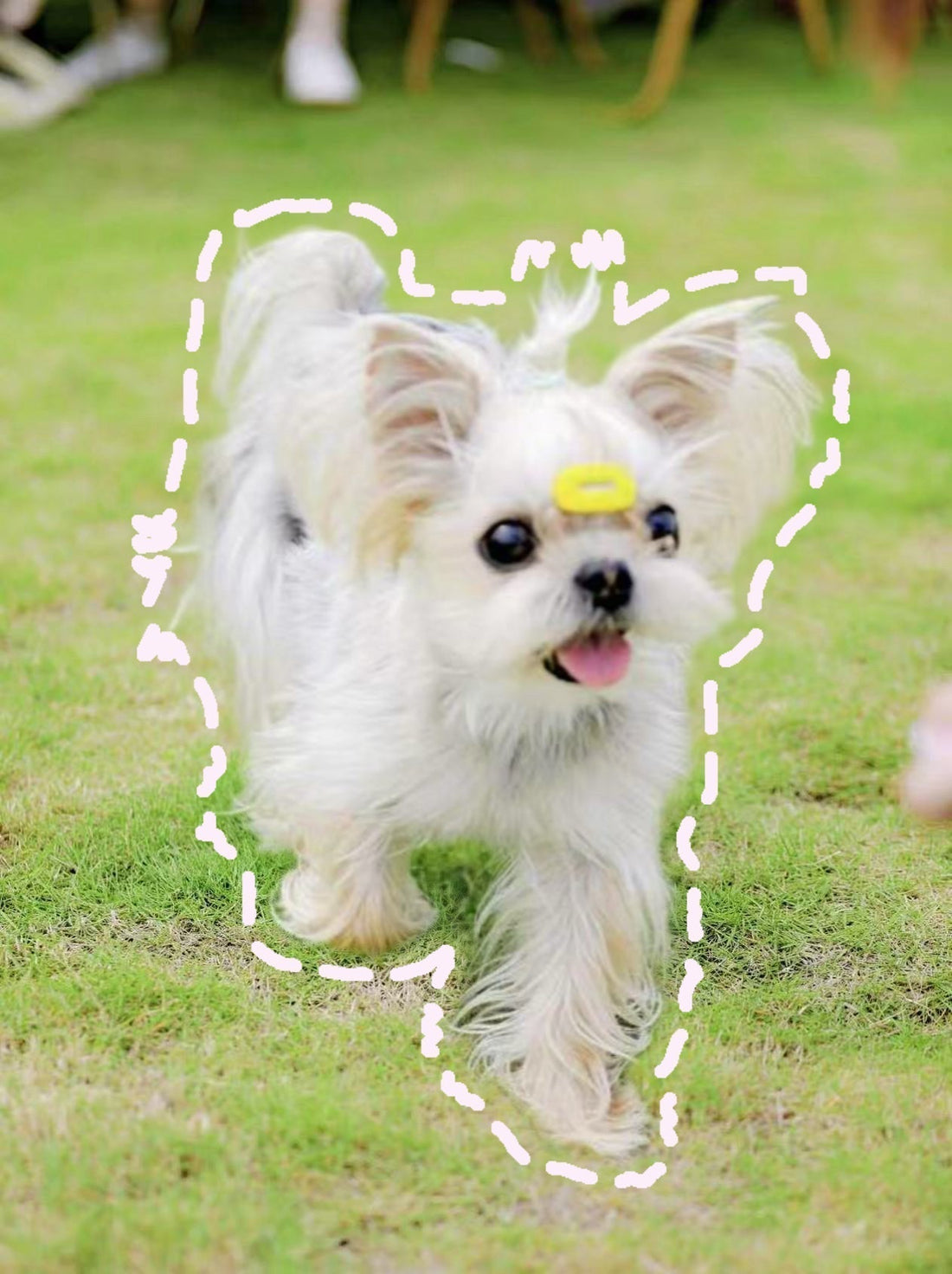 Pets Emotional Therapies