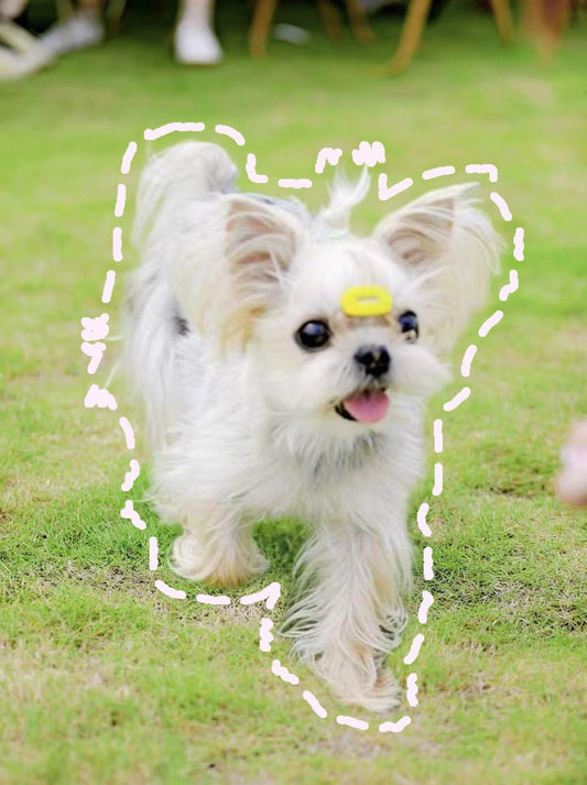 Pets Emotional Therapies