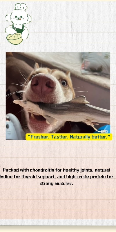 Freeze-dried Pet Snacks Mini Shark - Rare protein