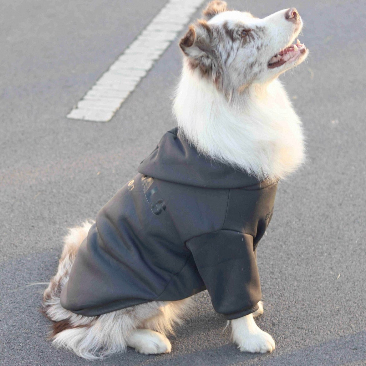 Signature Dog T-Shirt For Small & Large Breeds